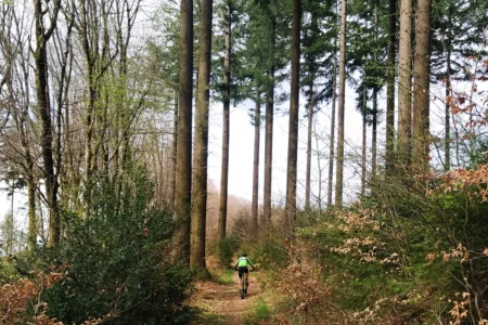 VTT dans les bois